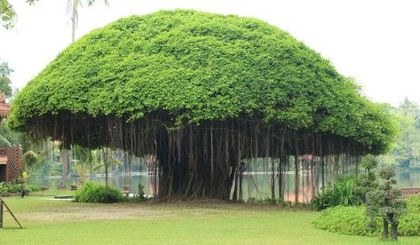 banyan-tree Top 10 Facts, Ficus Microcarpa, Night Walkers, Keystone Species, Funny Home Decor, Tree Images, National Symbols, Banyan Tree, Old Trees