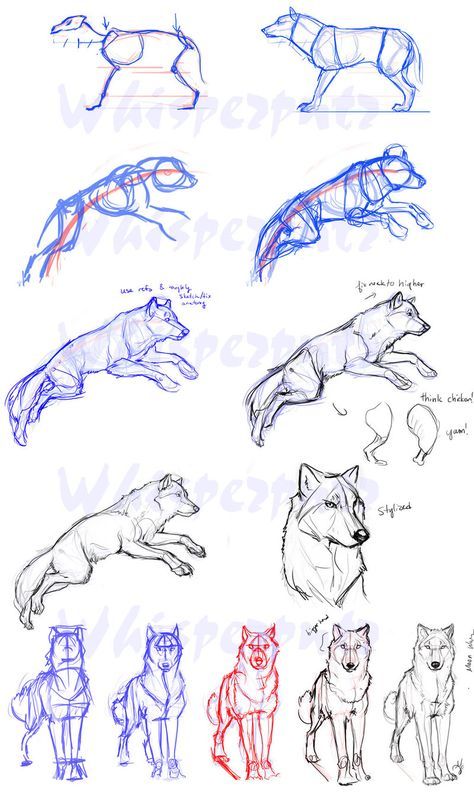 Wolf+Construction+by+whisperpntr.deviantart.com+on+@deviantART Hair Drawings, Wolf Sketch, Some Drawings, Drawing Eyes, Drawing Animals, 강아지 그림, Wolf Drawing, 캐릭터 드로잉, Anatomy Drawing