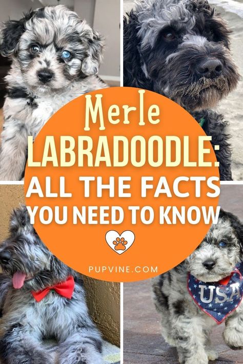 Merle Labradoodle, Labradoodle Pictures, F1 Labradoodle, White Labradoodle, Labradoodle Miniature, Chocolate Labradoodle, Australian Labradoodle Puppies, Outside Dogs, Australian Labradoodle