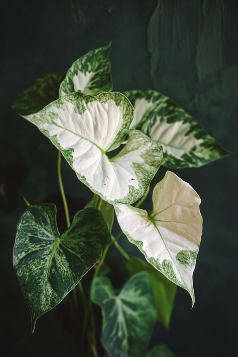 "Arrowhead Plant (Syngonium podophyllum) is a versatile and vibrant choice for any indoor garden! 🌿🌱 With its striking arrow-shaped leaves and easy-to-care-for nature, this plant adds a pop of green and a touch of elegance to any space. Whether trailing from a hanging planter or gracing a tabletop, the Arrowhead Plant adapts beautifully to various light conditions, making it a perfect addition to your home decor. 🍃✨ #ArrowheadPlant #IndoorGardening #GreenLiving #HomeDecor" Plant Vegetables, Syngonium Podophyllum, Arrowhead Plant, Leafy Plants, Variegated Plants, Watercolor Plants, Hanging Planter, Aesthetic Iphone, Hanging Planters