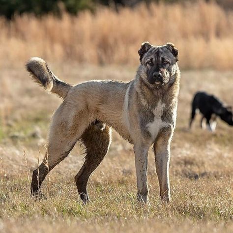 Armenian Gampr Puppy Culture, Alabai Dog, Livestock Guardian Dog, Livestock Guardian, Dog Anatomy, Dog Best Friend, Bad Picture, Canine Art, Pretty Dogs