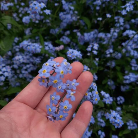 Gemma Core, Lisa Core, Flower Aesthetics, Women Football, Lauren Roberts, Forget Me Not Flowers, Everlasting Flowers, Flowers Purple, Wildflower Bouquet