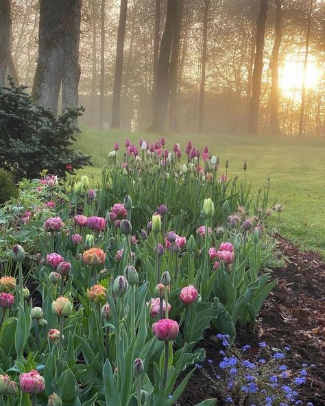 Tulip Season, Tulips Garden, Garden Lovers, Back Garden, Flower Farm, Growing Flowers, Spring Garden, Garden Styles, Dream Garden