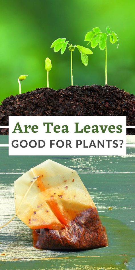 Tea leaves can be good for plants if used in the right way. Take a look at what you need to know about using tea to make your garden flourish.