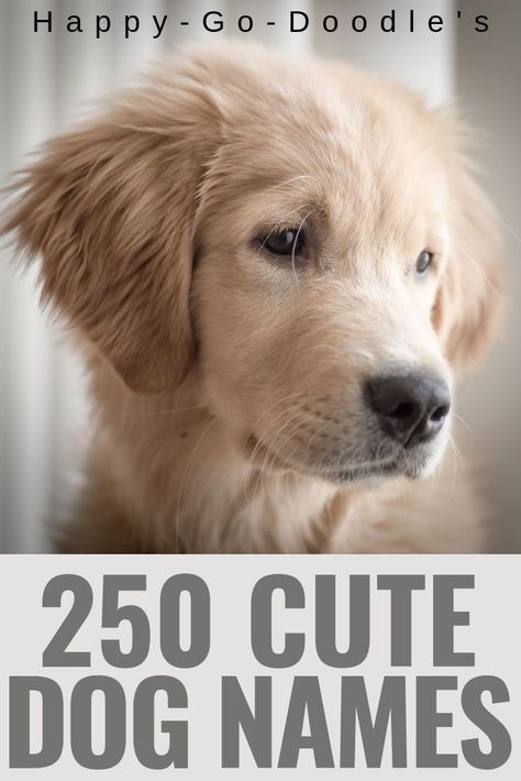 Looking for a name for your little cutie pie pup? Check out this mega list of 250 adorable dog names that end in Y. Browse through this list of dog names ending in Y, IE, EE, or the long "E" sound. Includes both girl dog names and boy dog names. Enjoy naming your new puppy! #dognames #cutedognames #boydognames #girldognames #happygodoodle List Of Dog Names Numbered, Dog Names For Golden Retrievers, Sheepadoodle Names, Best Dog Names Boys, Golden Retriever Puppy Names, Unique Dog Names Boy, Bernedoodle Names, Girl Puppy Names Unique, Puppy Names Boy