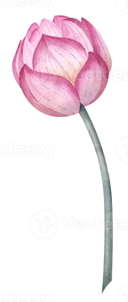 Bud of Lotus Flower. Hand drawn watercolor illustration of pink water Lily on transparent isolated background. Drawing of blooming Waterlily plant for Spa design in Zen style. Botanical sketch Waterlily Drawing, Lotus Water Colour Painting, Water Lillies Watercolour, Lotus Botanical Illustration, Water Lily Drawing, Lotus Flower In Water Drawing, Water Lily Botanical Illustration, Lotus Bud, Lilies Drawing