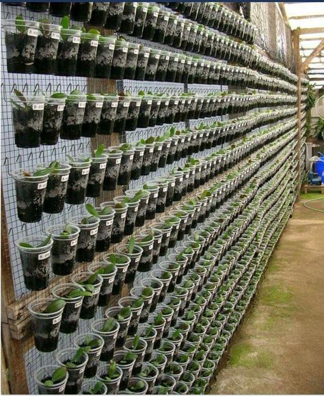 Vertical Vegetable Gardens, Vertical Garden Design, Vertical Vegetable Garden, نباتات منزلية, Vertical Garden Diy, Recycled Garden, Orchids Garden, Bottle Garden, Cabinets Diy