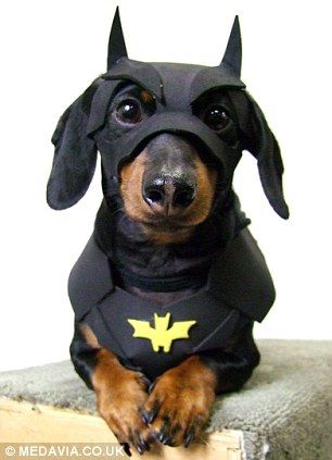 Crusoe the Dachshund becomes internet celebrity with his wacky outfits | Mail Online Batman Dog Costume, Dachshund Costume, Batman Dog, Bat Dog, Dachshund Funny, Amigurumi Bunny, Weenie Dogs, Dog Halloween Costumes, Dachshund Puppies