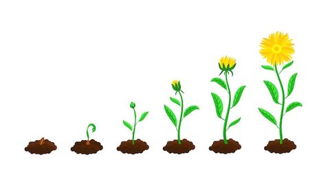 Stages of flower sowing and growing. fro... | Free Vector #Freepik #freevector #sprout #sow #seedling #seed Transparent Background Aesthetic, Growing Aesthetic, Blossom Cartoon, Seed Illustration, Watering Trees, Aesthetic Transparent, Flower Growing, Tree Growth, Planting Sunflowers