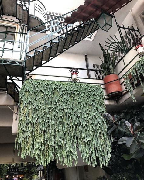 Concrete Treehouse, Kaktus Dan Sukulen, Plants Hanging, Hanging Plants Indoor, Succulent Gardening, House Plants Decor, Pretty Plants, Succulents Garden, Cool Plants