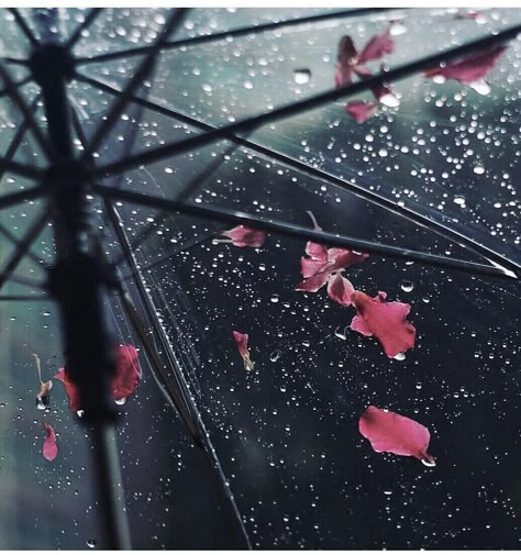 ʙᴜᴛ ɴᴏᴛ ᴡɪᴛʜᴏᴜᴛ ᴛʜᴇ ғᴏʀᴇᴘʟᴀʏ . .. ... .... ..... ...... ....... ........ ......... #rain #flower #petals #pink #umbrella #raindrops #scenery #view #reflection #pretty #beautiful #aesthetic #pastel #weheartit #velvetpost #photography #rain Paradis Sombre, Rainy Day Photography, Aesthetic Rain, Rainy Day Aesthetic, I Love Rain, Rain Wallpapers, Love Rain, Singing In The Rain, Foto Tips