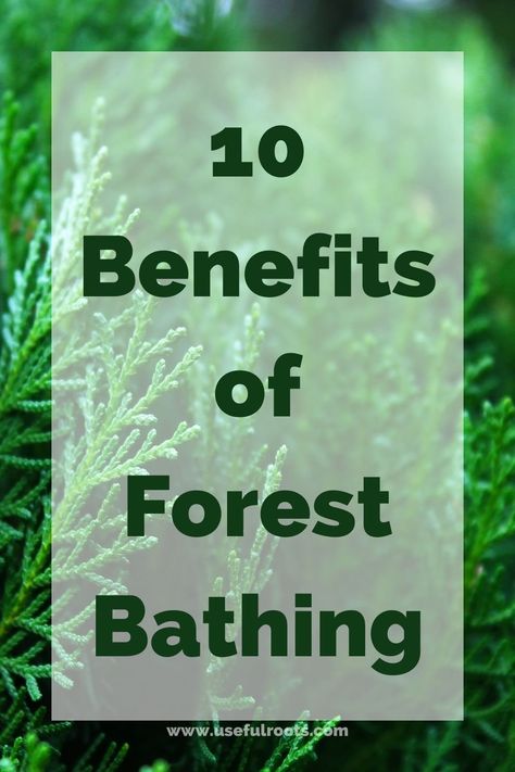 Forest Bathing Benefits, Forest Bathing Photography, Text Over Photo, Nature Sketching, Nervous System Activities, Forest Therapy, Shinrin Yoku, Environmental Research, Cells Activity