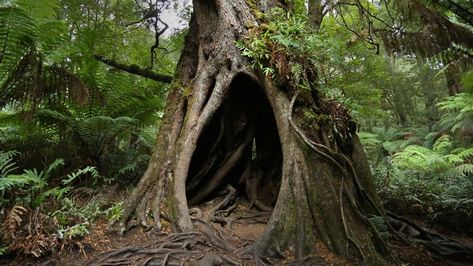 Hollow Tree on Maits Rest Rainforest Walk, Great Otway National Park, Victoria Sunny Aesthetic, Fae Aesthetic, Hollow Tree, Wood Nymphs, Daintree Rainforest, Unique Pictures, Magic Forest, Tree Roots, Landscape Scenery