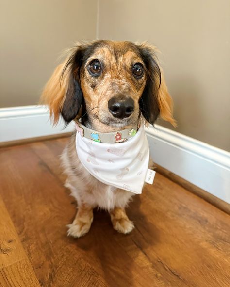 boots on boots on boots 🤠 It’s finally getting cool here in GA! We are so thankful for this nice weather! We are also thankful for our furiends @itsasausagepawty #countyourblessweens boots bandana @halipup boot charm @fureipets from @purebark (charms and collar) 🏷️ WINNIELOU moms boots @tecovas #itsasausagepawty #gointecovas #dachshund #dog #dogsofinstagram #friday #furei #purebark #dogcollar #charmcollar #halipup #bandana #dogbandana #boots #tecovas Boot Charm, Nice Weather, So Thankful, Dachshund Dog, Dog Bandana, Dog Collar, Dachshund, Charms, Collar