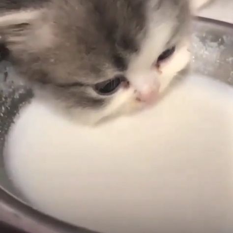 Cat Drinking Milk, Gavin Memes, Milk Cat, Cat Playground Outdoor, Dog Tumblr, Drinking Milk, Ugly Cat, Cat Playground, Cat Drinking