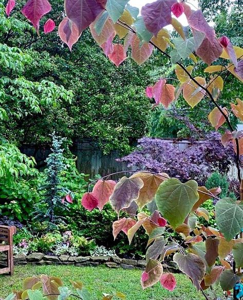 The_Psychiatrist’s_Garden on Instagram: "My Favorite Plants Series: The Redbud Tree I’ve got 3 redbuds; Carolina Sweetheart, Merlot, & Black Pearl. All of mine are still pretty young. The Carolina Sweetheart is the main feature in my pictures today. I grew up seeing redbuds scattered in the forests & edges of forests I would wander in as a kid. The heart shaped leaves & the spring flowers are my favorite qualities. The cultivars I’ve got have dark or variegated leaves that make them even more Heart Of The Forest, Merlot Redbud Tree, Chain Of Hearts Plant, Carolina Sweetheart Redbud, Strong Of Hearts Plant, Carolina Sweetheart Redbud Tree, Florida Sweetheart Caladium, Alice In Wonderland Garden, Garden Desig