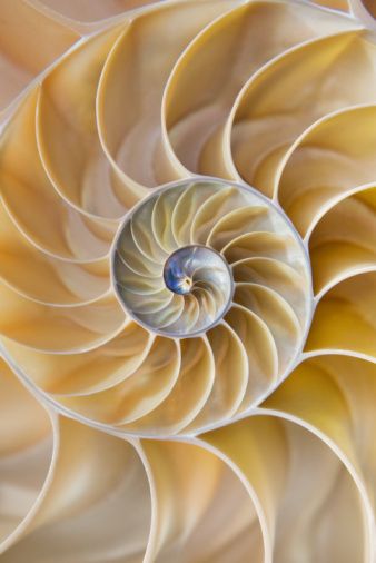 Fractal Patterns In Nature, Patterns In Nature Geometric, Organic Shapes In Nature, Textures In Nature, Sea Elements, Natural Surfaces, Shell Texture, Spirals In Nature, Geometry In Nature