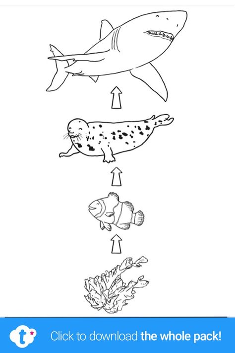 Food Chain Drawing, Food Webs Projects, Food Chain Worksheet, Coral Reef Drawing, Ocean Food Chain, Ocean Food, Ocean Unit, Teaching Resources Primary, Key Stage 1