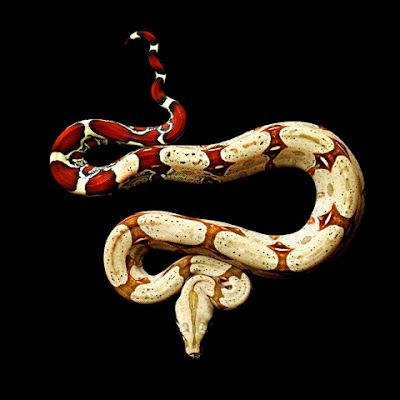 Red Tails on REALLY Big Snakes Red Tail Boa, Snake Photos, Cool Snakes, Snake Reptile, Snake Wallpaper, Boa Constrictor, Red Snake, Pit Viper, Reptile Snakes