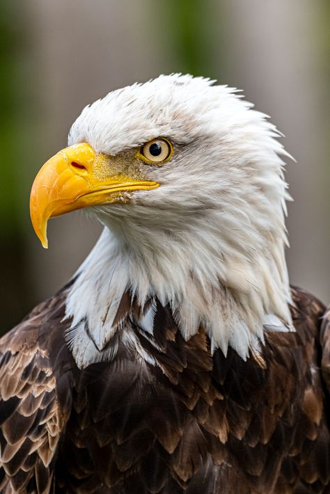 Eagle Photography, Mission Images, Bold Eagle, Eagle Project, Chainsaw Carvings, Eagle Wallpaper, Animal Reference, Bald Eagles, Chainsaw Carving