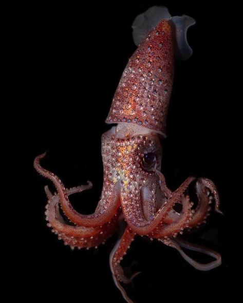 Strawberry Squid, Underwater Beauty, Deep Sea Creatures, Beautiful Sea Creatures, Deep Ocean, Aquatic Animals, Twilight Zone, Animal References, Marine Biology