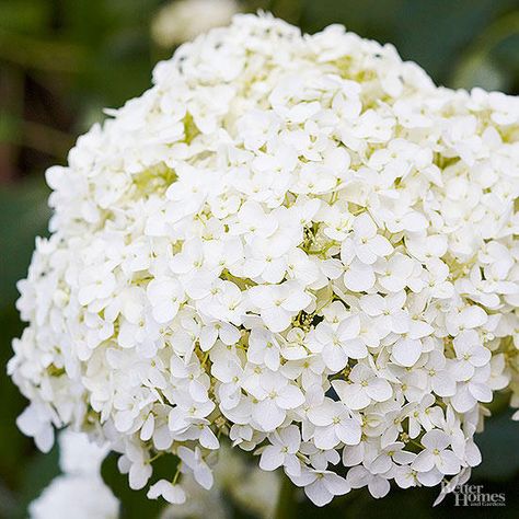 'Annabelle' is a bit like Garrison Keillor's famous Lake Woebegone, the little town that time forgot that the decades cannot improve. Smooth hydrangeas are native in much of the eastern United States, so changes were bound to occur. In the 1960s, a horticulture professor discovered that a smooth hydrangea growing in Anna, Illinois, grew bigger white flowers than the traditional species. Since then, the decades cannot improve this stalwart performer.                         Name: 'Annabelle' (... Blushing Bride Hydrangea, Perennials For Shade, Best Perennials For Shade, Deadheading Flowers, Hydrangea Cottage, Cabin Garden, Big White Flowers, Annabelle Hydrangea, Hydrangea Landscaping