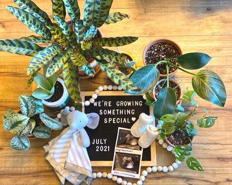 Plant Theme Gender Reveal, Plant Gender Reveal, Gardening Pregnancy Announcement, Dinosaur Pregnancy Announcement, Mushroom Pregnancy Announcement, Garden Baby Announcement, Plant Pregnancy Announcement, Garden Pregnancy Announcement, Unexpected Pregnancy Announcement