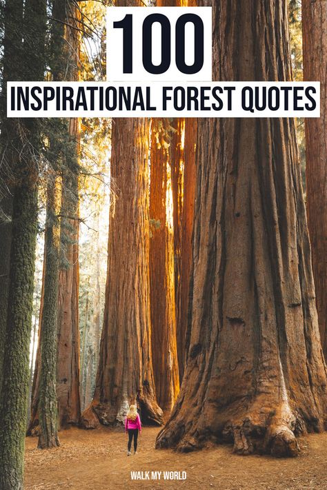 Spending time in the forest is guaranteed to bring a little perspective and a big dose of happiness. These quotes about forests from writers, naturalists and philosophers will inspire you to get into the woods, or help you caption those beautiful In… Wood Captions Instagram, Forest Quotes Instagram Caption, Forest Captions, Senior Captions, Bamboo Forest Japan, Paradise Quotes, Shadow Quotes, Forest Quotes, Walking Quotes