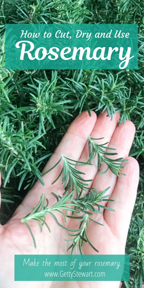 How To Harvest And Dry Herbs, Rosemary Herb Uses, Rosemary Uses Health, Harvest Rosemary How To, How To Preserve Herbs From The Garden, How To Freeze Fresh Rosemary, Things To Make With Fresh Rosemary, How To Cut Herbs From Plant, How To Use Rosemary