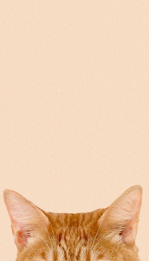 Ginger cat ears border iPhone wallpaper | premium image by rawpixel.com / Ling Wallpaper Iphone Cat, Ginger Cat Wallpaper, Orange Cat Wallpaper, Ginger Cat, Ginger Cats Aesthetic Wallpaper, Cat Yellow Wallpaper, Ginger Cats Aesthetic, Orange Cat Wallpaper Aesthetic, Orange Cats Wallpaper