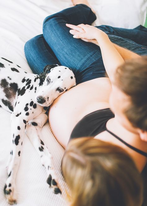 At home maternity session with a Dalmatian dog. Dog is resting his head on the pregnant belly. By Bojana Korach, San Francisco photographer. #maternitysession Expecting Couple, Home Maternity Photography, Belly Photos, Baby Bump Photos, Maternity Picture, Life Matters, Maternity Photoshoot Poses, Photos With Dog, Pregnancy Photography