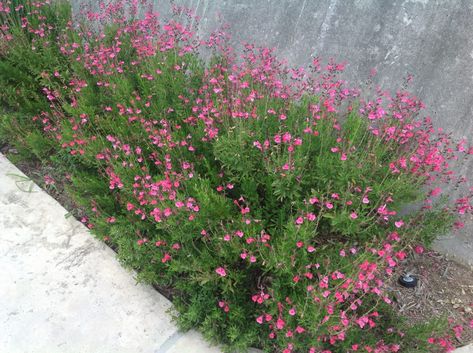 Salvia greggii Sierra Linda® (Pink Autumn Sage) - Mountain States Wholesale Nursery Deep Pink Flowers, Salvia Greggii, Texas Sage, Courtyard Plants, Autumn Sage, Texas Plants, Evergreen Bush, Pink Autumn, Sage Plant