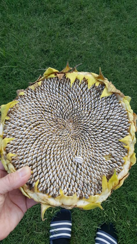 Sunflower seed harvest time! Chicken Broccoli Alfredo, Nature Rose, Broccoli Alfredo, Harvest Time, Sunflower Seed, Nature Gif, Home Flowers, Water Cooler, Garden Diy