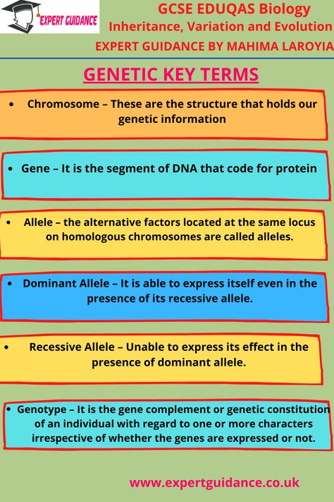 Genetics And Evolution Notes, Genetics And Inheritance Notes, Genetic Engineering Notes, Inheritance And Variation Notes, Asexual Reproduction, Genetic Inheritance, Easy Notes, Gcse Biology, Bio Notes