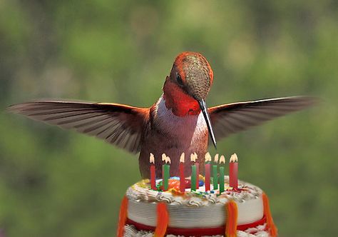 hummingbird Dandelion Birthday, Happy Birthday Birds, Birthday Greetings Images, Bird Meme, Greyhound Art, Birthday Memes, Bird Birthday, Happy Birthday Pictures, Today Is My Birthday