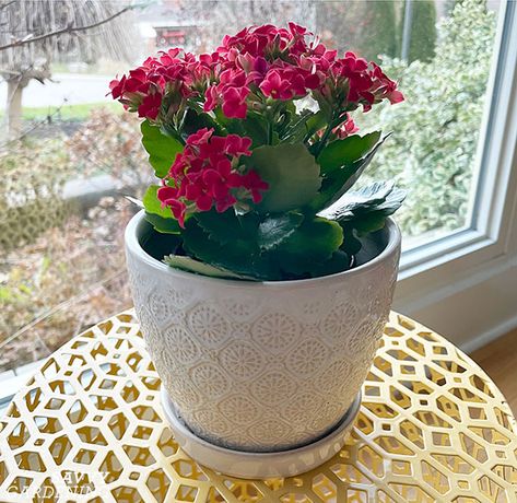 Kalanchoe Care: Tips to Help Your Flowering Kalanchoe Thrive Indoors Kalanchoe Flowers, Kalanchoe Blossfeldiana, Easy Care Houseplants, Indoor Water Garden, Plant Breeding, Asparagus Fern, Plant Tags, Plant Lighting, Growing Indoors