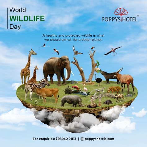 The theme of World Wildlife Day 2023 is ‘Partnerships for Wildlife Conservation’. Let us get together in making the world a better place to live in! Celebrating world wildlife day at POPPYS HOTELS. . . For enquiries: 9894091113 Https://poppyshotels.com . . . #wildlifeday #wildlife #worldwildlifeday #nature #wildlifephotography #conservation #wildlifeconservation #photography #naturelovers #nationalwildlifeday#PoppysHotels #PoppysGroup #Hotels #Resorts #PoppysGroupofHotels World Wildlife Day, Wildlife Day, Graphic Design Packaging, Place To Live, A Day In Life, Best Places To Live, Design Packaging, Madurai, Wildlife Conservation