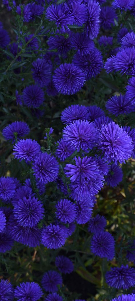 Chrysanthemum Wallpaper, Purple Chrysanthemum, Deep Winter Colors, Flower Board, Aesthetics Wallpaper, Color Palette Pink, Plant Wallpaper, Deep Winter, Flowers Wallpaper