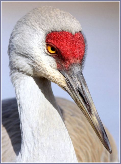 Sandhill Crane Bird 32 Karl Martens, Birds Pictures, Extinct Birds, Sandhill Cranes, Sandhill Crane, Organic Art, Crane Bird, Interesting Animals, Herons