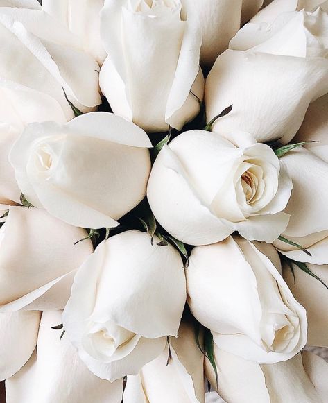 Homescreen Design, Aesthetic Colors, Floral White, Shades Of White, White Wallpaper, White Aesthetic, Flower Wallpaper, Beautiful Roses, Pretty Flowers