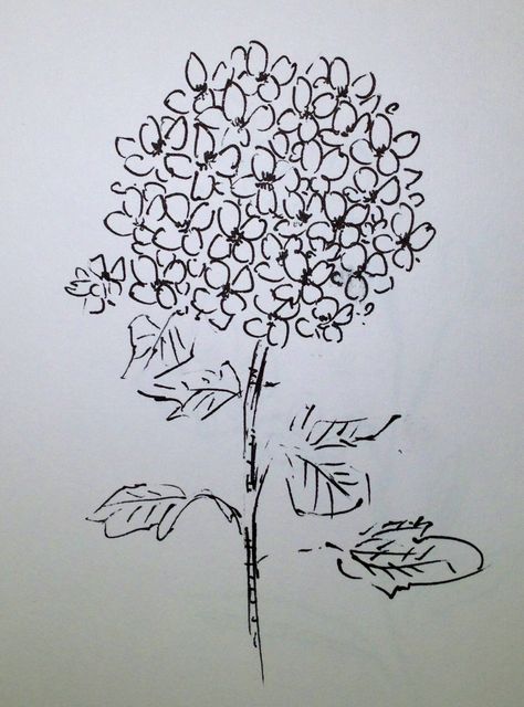 Hydrangea Flower Drawing Hydrangea, Hydrangea Art Drawing, Hydrangea Bouquet Drawing, Hydrangeas Sketch, Hydrangea Line Art, Hydrangea Doodle, Hydrangea Drawing Simple, Hydrangea Flower Drawing, Hydrangea Sketch