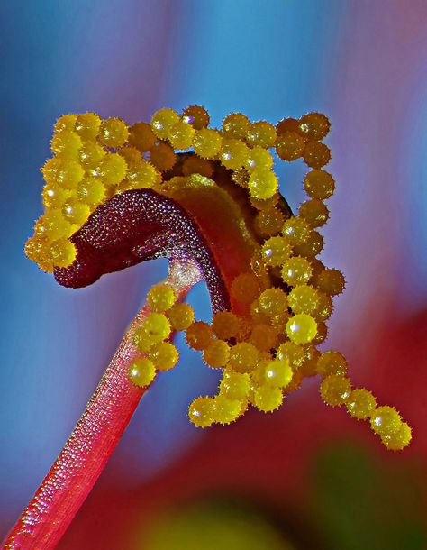 Hibiscus pollen | 2019 Photomicrography Competition | Nikon’s Small World Microscopic Images, Green Earth, Science Art, Patterns In Nature, Small World, Macro Photography, Botany, Flower Power, Hibiscus