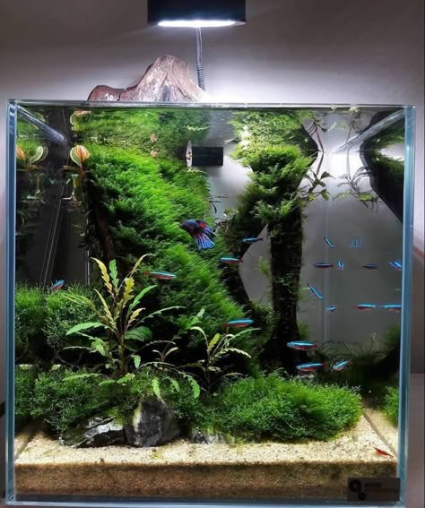 Tank Aquariums, Cool Fish Tank Decorations, Aquascape Ideas, Water Terrarium, Biotope Aquarium, Fish Aquarium Decorations, Fish Tank Themes, Taman Air, Fish Tank Terrarium