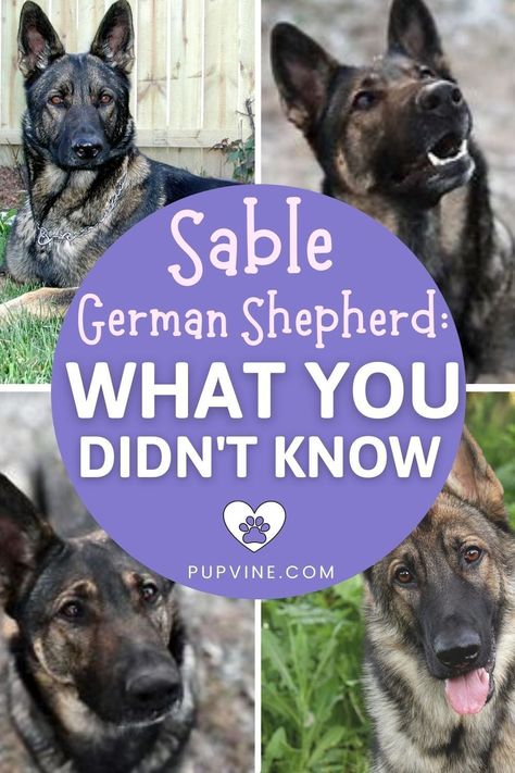 GSDs come in various other colors. Sable German Shepherds are just one of the color variations of this popular guard dog. Do you want to learn more about the sable German Shepherd? Do these pups change color over time, and can you take them to participate in dog shows? German Shepherd Wolf Hybrid, Silver Sable German Shepherd, Black Sable German Shepherd, Sable German Shepherd Puppies, German Shepherd Colors, Silver German Shepherd, Sable German Shepherd, German Shepherd Breeders, German Shepherd Training