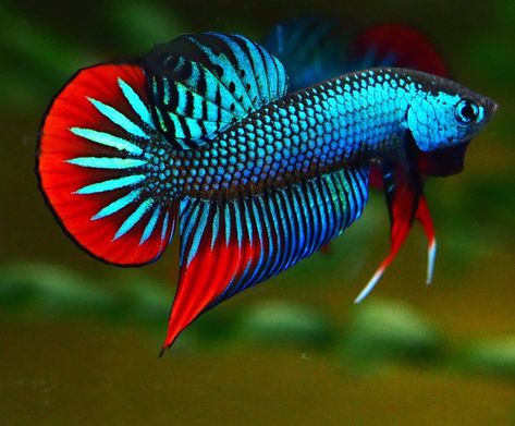 Betta Fish Types, Cr7 Wallpapers, Pretty Fish, Beetle Insect, Beta Fish, Watercolor Fish, Cute Fish, Exotic Fish, Beautiful Fish