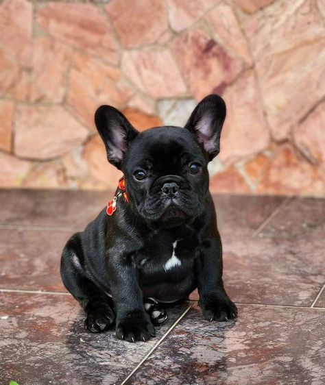 #frenchbulldog #Frenchie #frenchielover #cute #dog #cutefrenchie Frenchie Full Grown, Teacup French Bulldogs, French Bulldog Black, Frenchie Puppies, French Bulldog Drawing, Bulldog Drawing, French Bulldog Pictures, French Bulldog Names, French Bulldog For Sale