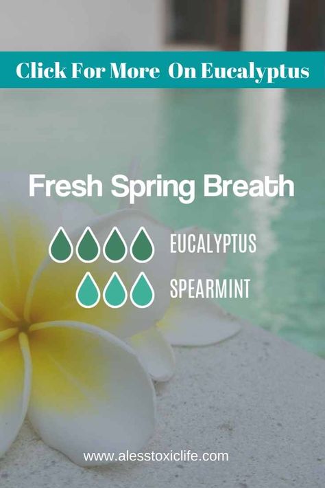 Eucalyptus Essential Oil Blends, Spearmint Diffuser Blends, Eucalyptus Blue Diffuser Blend, Eucalyptus Benefits Essential Oils, Benefits Of Eucalyptus Essential Oil, Eucalyptus Globulus Diffuser Blend, Lemon Eucalyptus Diffuser Blends, Eucalyptus Spearmint Essential Oil Blend, Spearmint Essential Oil