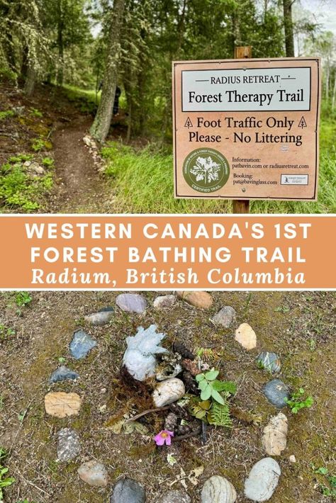 Forest Bathing BC Bc Road Trip, Rockies Canada, Forest Therapy, Columbia Travel, British Columbia Travel, Okanagan Valley, Travel Canada, Atlantic Canada, Forest Bathing