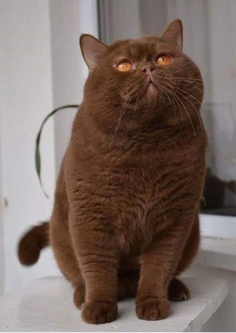 Brown British Shorthair, Chocolate Brown Cat, Brown Cats, Best Cat Breeds, Cat Brown, Chocolate Cat, Kitten Drawing, British Shorthair Cats, Brown Cat