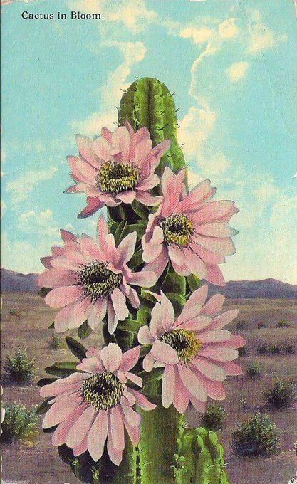 >happy-go-whatever https://t.co/Imj2Upuztz https://t.co/gjVyl5sZRn Big Trees California, Cactus In Bloom, Cactus Images, Desert Aesthetic, Vintage Cactus, Desert Art, Desert Oasis, Western Aesthetic, Postcard Collection